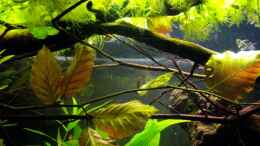 aquarium-von-caricciola-blaetterwald-amazoniens_