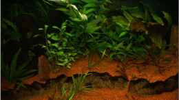 aquarium-von-christian-zwick-notriopis-chrosomus-nur-noch-als-beispiel_720l linke Seite August 2010