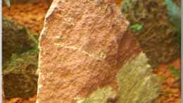 aquarium-von-christian-zwick-notriopis-chrosomus-nur-noch-als-beispiel_Roter Sandstein klein