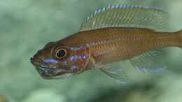 aquarium-von-georg-botz-tanganjika-1999-bis-2007_Ein ganzes Maul voll Nachwuchs bei Paracyprichromis nigripin