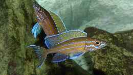 aquarium-von-georg-botz-tanganjika-1999-bis-2007_zwei Männchen Paracyprichromis nigripinnis beim Imponieren