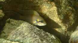 Aquarium einrichten mit Neolamprologus brichardi