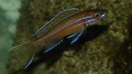 Aquarium einrichten mit Paracyprichromis nigripinnis