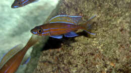 Foto mit Paracyprichromis nigripinnis
