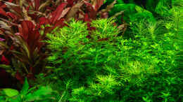 Aquarium einrichten mit Hottonia palustris