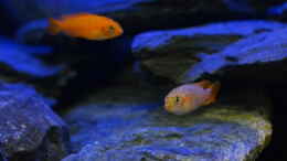 aquarium-von-mark-gor-little-malawi-tank_Die Männchen beginnen sich umzufärben.