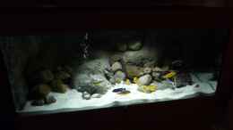 aquarium-von-philipp-mueller-becken-16993_Malawi 360 Liter