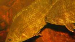 Aquarium einrichten mit Ctenopoma nebulosum