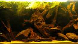 aquarium-von-misanthrop-nigerianischer-schwarzwasserfluss_Gesamtansicht 8.5.2010