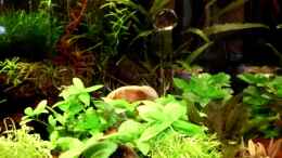 aquarium-von-die-perle----naturaquarium--nur-noch-als-beispiel-_Chrystal Sticks und Chrystal Ball von Dennerle