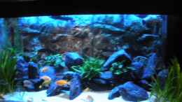 aquarium-von-peterfish-peters-bunte-kiste_