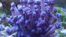 aquarium-von--uschi-redseareef_Goniopora blau