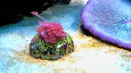aquarium-von--uschi-redseareef_Goniopora rot