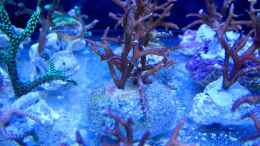 aquarium-von--uschi-redseareef_Korallenzucht