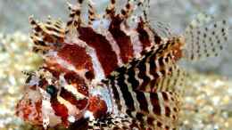Aquarium einrichten mit Dendrochirus brachypterus - Kurzflossen-Zwergfeuerfisch