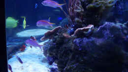 Aquarium einrichten mit Gruppe Pseudanthias tuka - Mirolabrichthys tuka