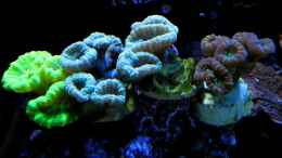 aquarium-von--uschi-redseareef_Caulastrea