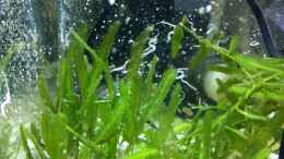 aquarium-von--uschi-redseareef_Caulerpa taxifolia im Refugium