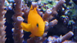 aquarium-von--uschi-redseareef_KorallenGrundel NICHT MEHR IM BECKEN
