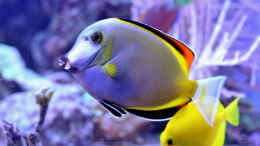 aquarium-von--uschi-redseareef_Acanthurus japonicus - Philippinen Doktorfisch