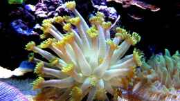 aquarium-von--uschi-redseareef_Goniopora gelb