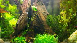 aquarium-von-sarah-mein-eingebautes-aufgeloest_große Mangrovenwurzel 