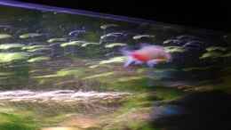 aquarium-von-tobias-hans-becken-1708_mein kleiner color - leider viel zu schnell :-(