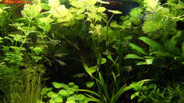 aquarium-von-arely-green_