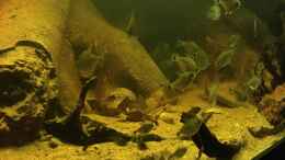 aquarium-von-hedylein-salmerbecken_Tetragonopterus chalseus