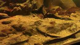 aquarium-von-hedylein-salmerbecken_Corodyras similis