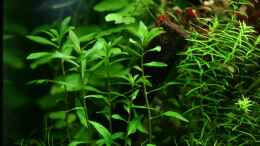 Aquarium einrichten mit Proserpinaca palustris Cuba 