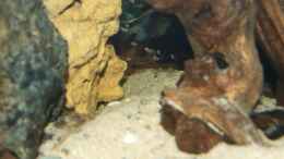Aquarium einrichten mit Pelvicachromis pulcher mit jongen