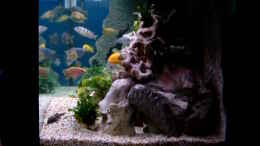 aquarium-von-josef-knauer-becken-1712_Seitenansicht: vorn.100% hinten 0% leicht LED-Rot