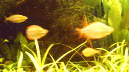 aquarium-von-david-nachtweih-becken-1715_Sorgen für Action im becken,meine Regenbogenfische.