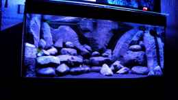 aquarium-von-laey-black-rock_ein älterer aufbau
