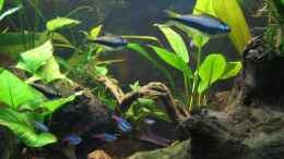 Aquarium einrichten mit Kaisersalmler - Neons - Amanogarnele