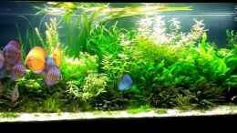 aquarium-von-microsash-840-liter-jungle_23.3.15  nach dem putzen......