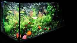 aquarium-von-microsash-840-liter-jungle_Gleich ist das Licht ganz aus......