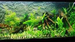 aquarium-von-microsash-840-liter-jungle_4.6.2010