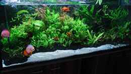 aquarium-von-microsash-840-liter-jungle_Bodengrundwechsel am 10.10.10