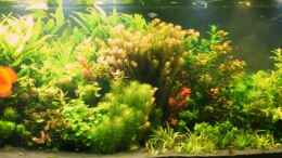 aquarium-von-microsash-840-liter-jungle_05.07.2012