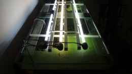 aquarium-von-marco-mydreamtank_Lampengestell mit 2x54 Watt T5 und 2x 24 Watt T5 Beleuchtung