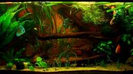 aquarium-von-marco-mydreamtank_frontansicht 24.04.11 2x24 Watt Beleuchtung