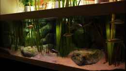 aquarium-von-der-schweizer-malawi-cane-brake-nur-noch-als-beispiel_Vegetative Uferzone