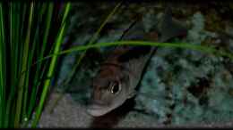 aquarium-von-der-schweizer-malawi-cane-brake-nur-noch-als-beispiel_Mylochromis gracilis (female)