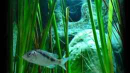 aquarium-von-der-schweizer-malawi-cane-brake-nur-noch-als-beispiel_Ausschnitt stark beleuchtet - Detail-Erkennung (29.07.2012))