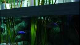 aquarium-von-der-schweizer-malawi-cane-brake-nur-noch-als-beispiel_Uferzone mit Röhricht und Ufer-Vegetation (28.07.2012)