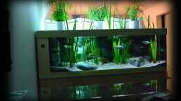 aquarium-von-der-schweizer-malawi-cane-brake-nur-noch-als-beispiel_Raumteiler-Becken - einseitig einsehbar (29.07.2012)