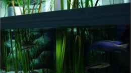 aquarium-von-der-schweizer-malawi-cane-brake-nur-noch-als-beispiel_Uferzone mit Röhricht und Ufer-Vegetation (28.07.2012)