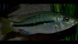 aquarium-von-der-schweizer-malawi-cane-brake-nur-noch-als-beispiel_Dimidiochromis kiwinge (female)